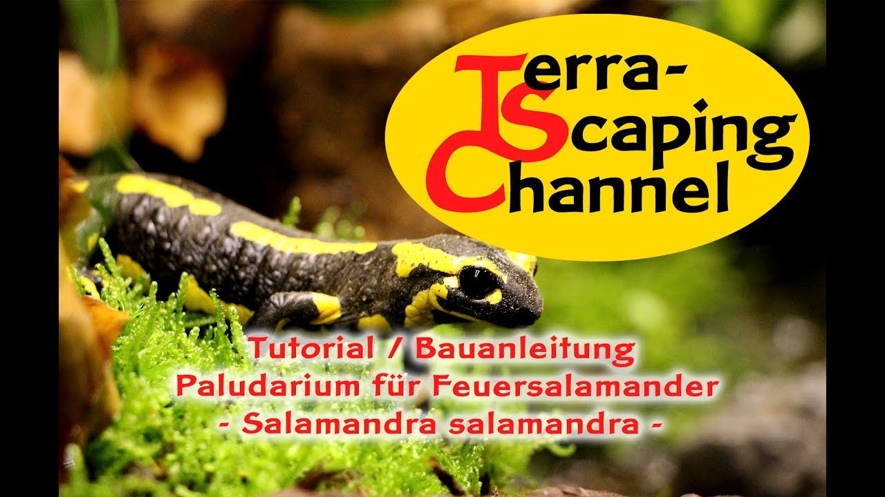 Terra-Scaping Channel: Paludarium für Feuersalamander
