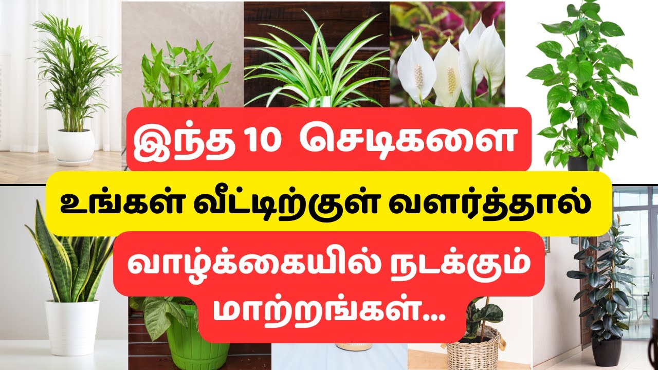 Best Indoor Plants India | Best Indoor Plants for Clean Air | Top 10 Indoor plants in Tamil
