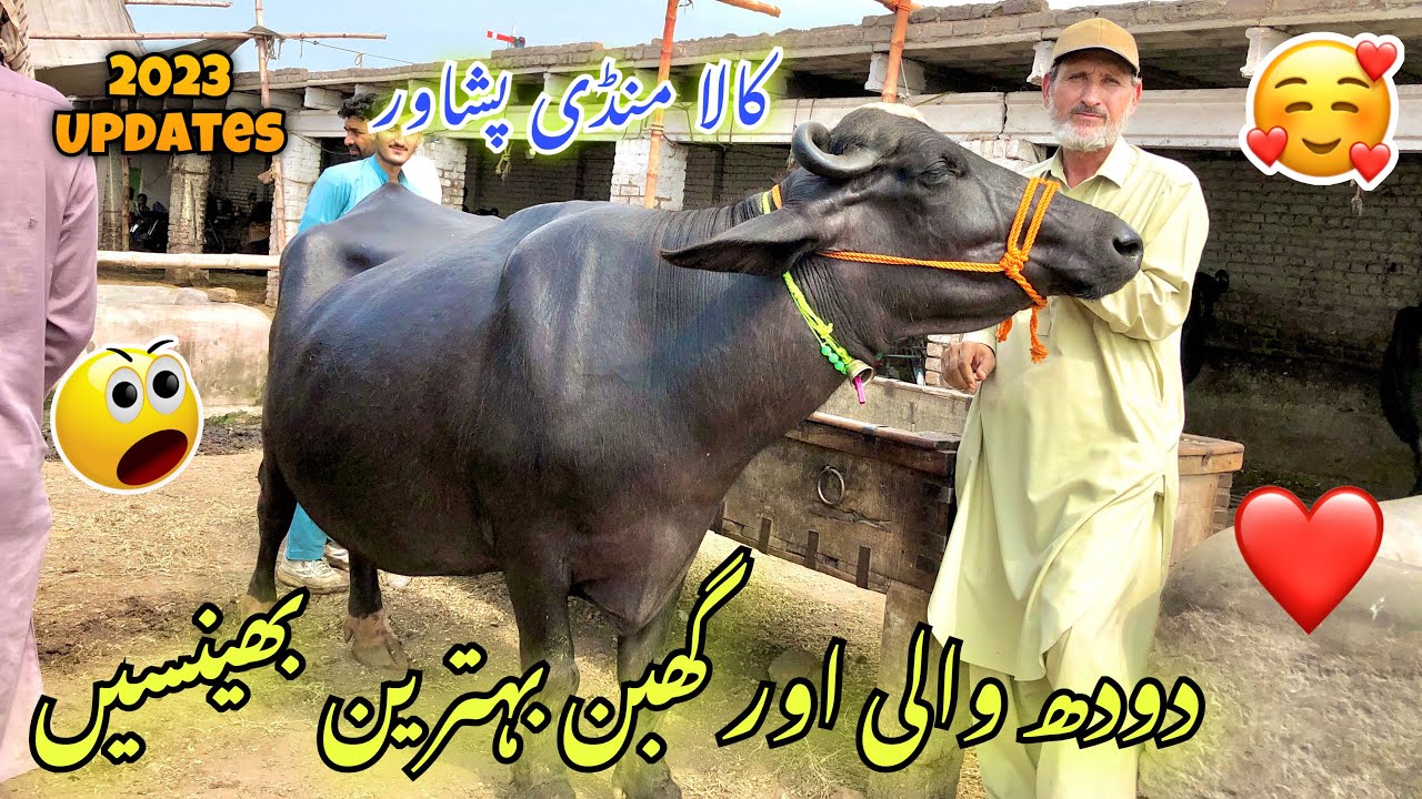 Doodh Dende Wali Bhens | Dairy Buffalos Mandi 2023 | Dairy Farm In Peshawar Kala Mandi