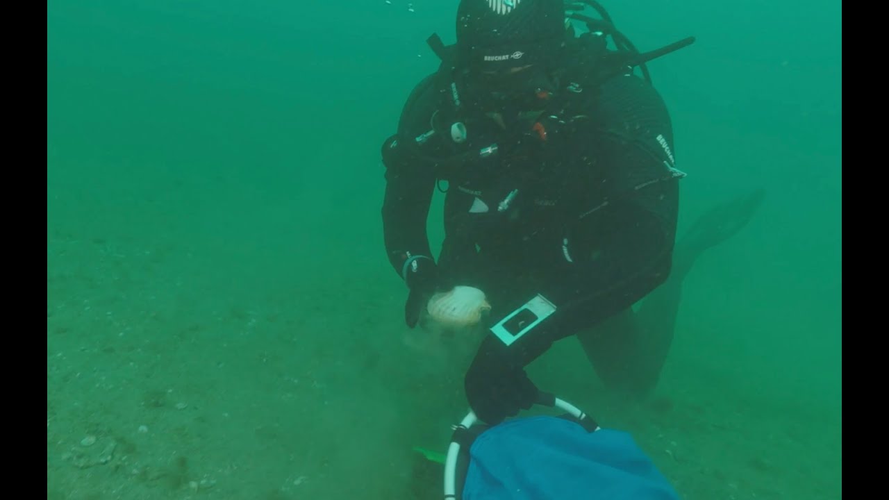 Opito Bay Scallop Rahui