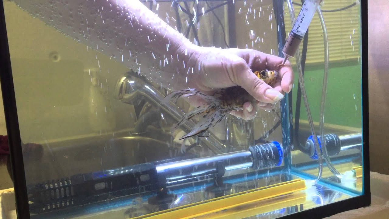 Educational: how to syringe feed a sick goldfish