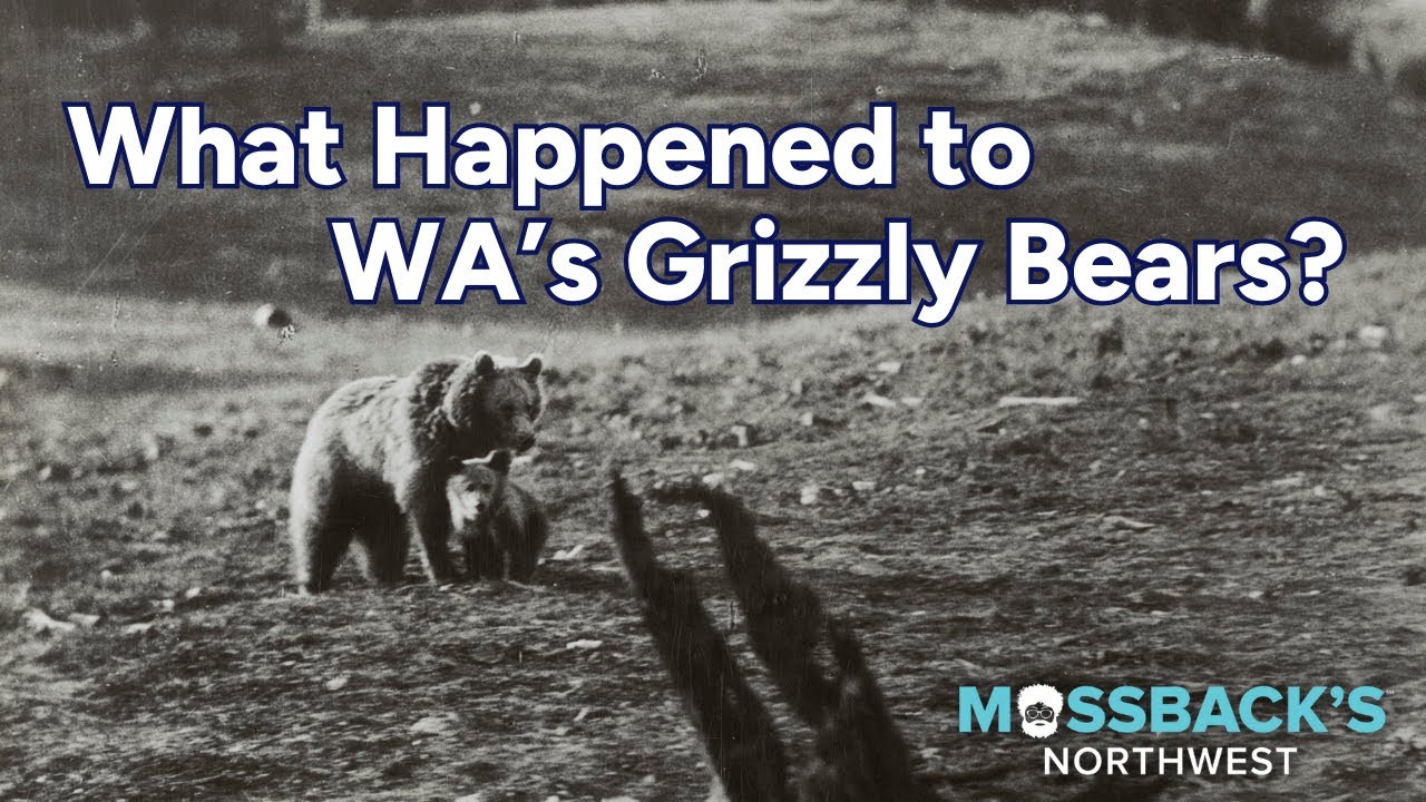 What Happened to Washington's Grizzly Bears? | Mossback's Northwest