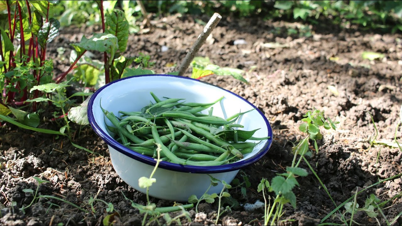 Gartenrundgang – Hund, Hühner, Kaninchen & Bohnenernte 🌱🐔🐕🐇