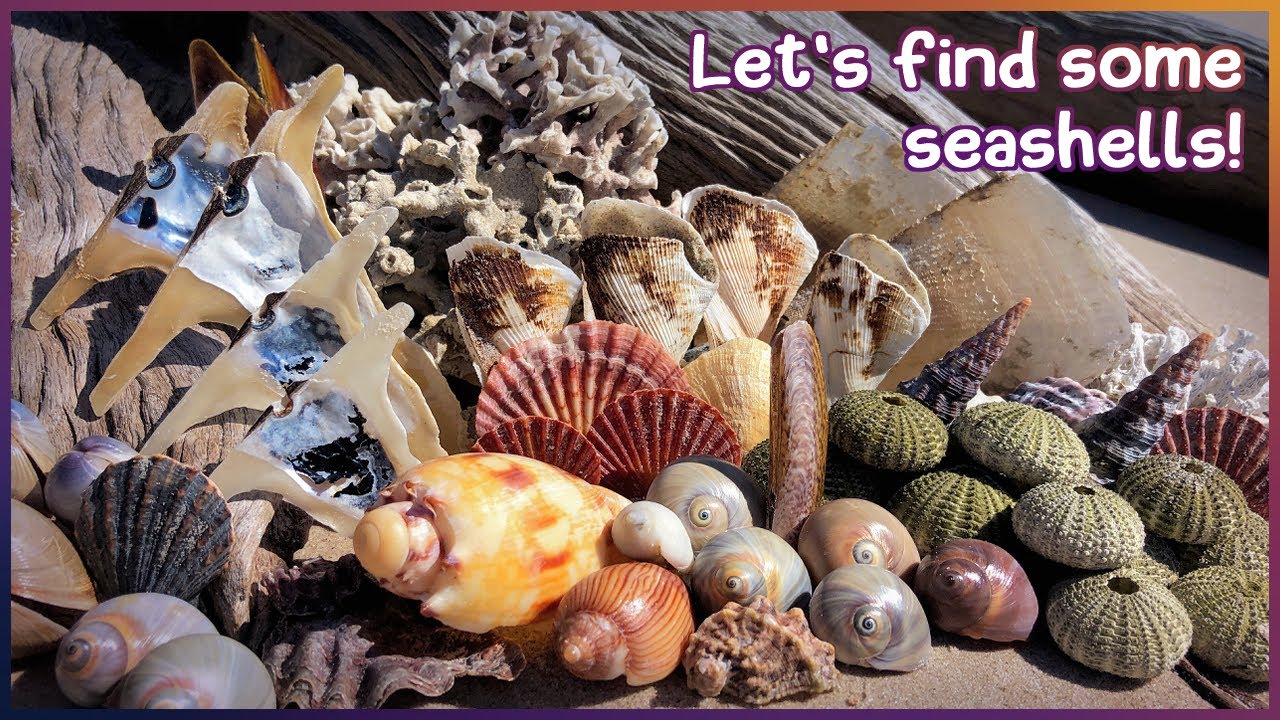 Finding Seashells at Low Tide | Yellow Baler & Hammer Oysters #shells #shelling