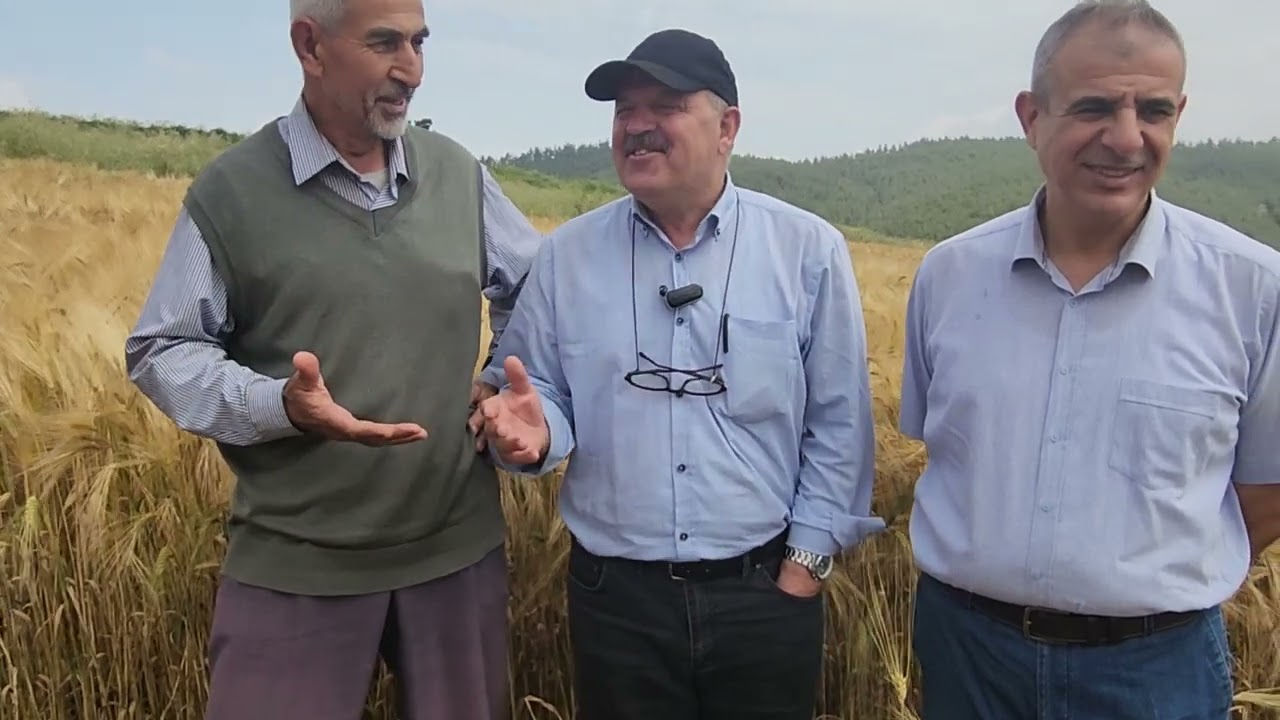 28 Mayıs 2024 Süper arpa üretimi bundan iyisi olamaz bunu tohumluk yapacağız 0543 445 12 55
