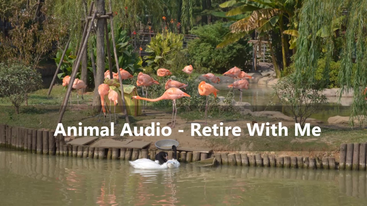 Animal Audio - Retire With Me (PNG Music)