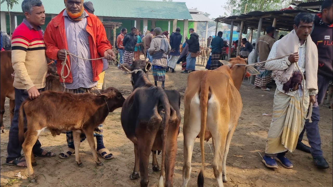 @আজ ১২ জানুয়ারি ২৬ | বাচ্চাসহ দেশাল ৫০-৯০ হাজারের মধ্যে গাভী গরুর দাম | রানীগঞ্জ হাট | দিনাজপুর 