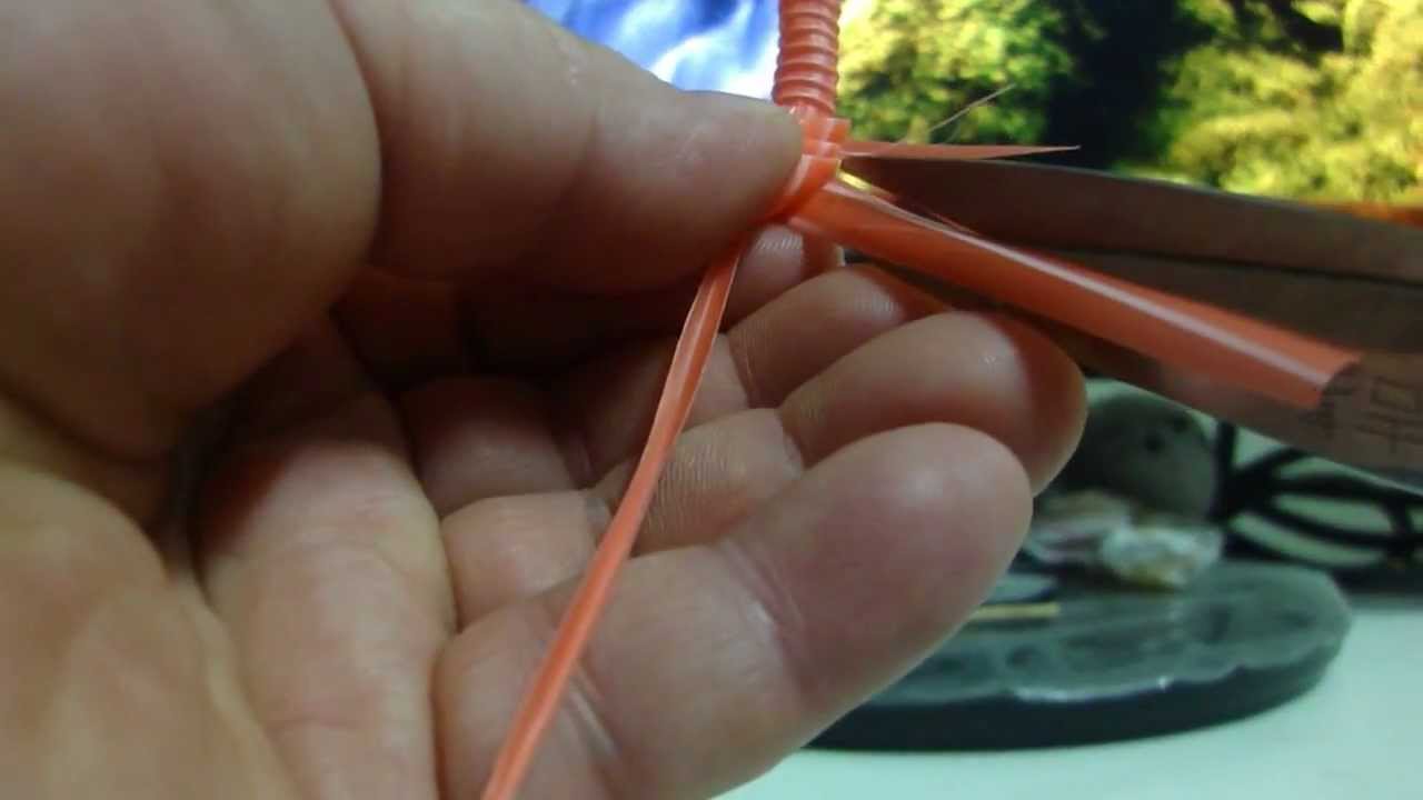 吸管蝦 1