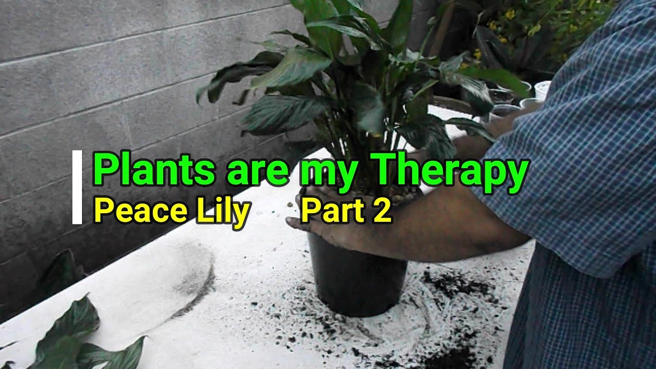 Peace Lily Re-Potting & Propagation Part 2