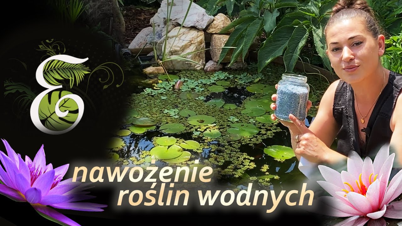 Nawożenie roślin wodnych. Jak mieć piękne rośliny i czystą wodę w oczku. Lilie i pistia.Egzotycznie