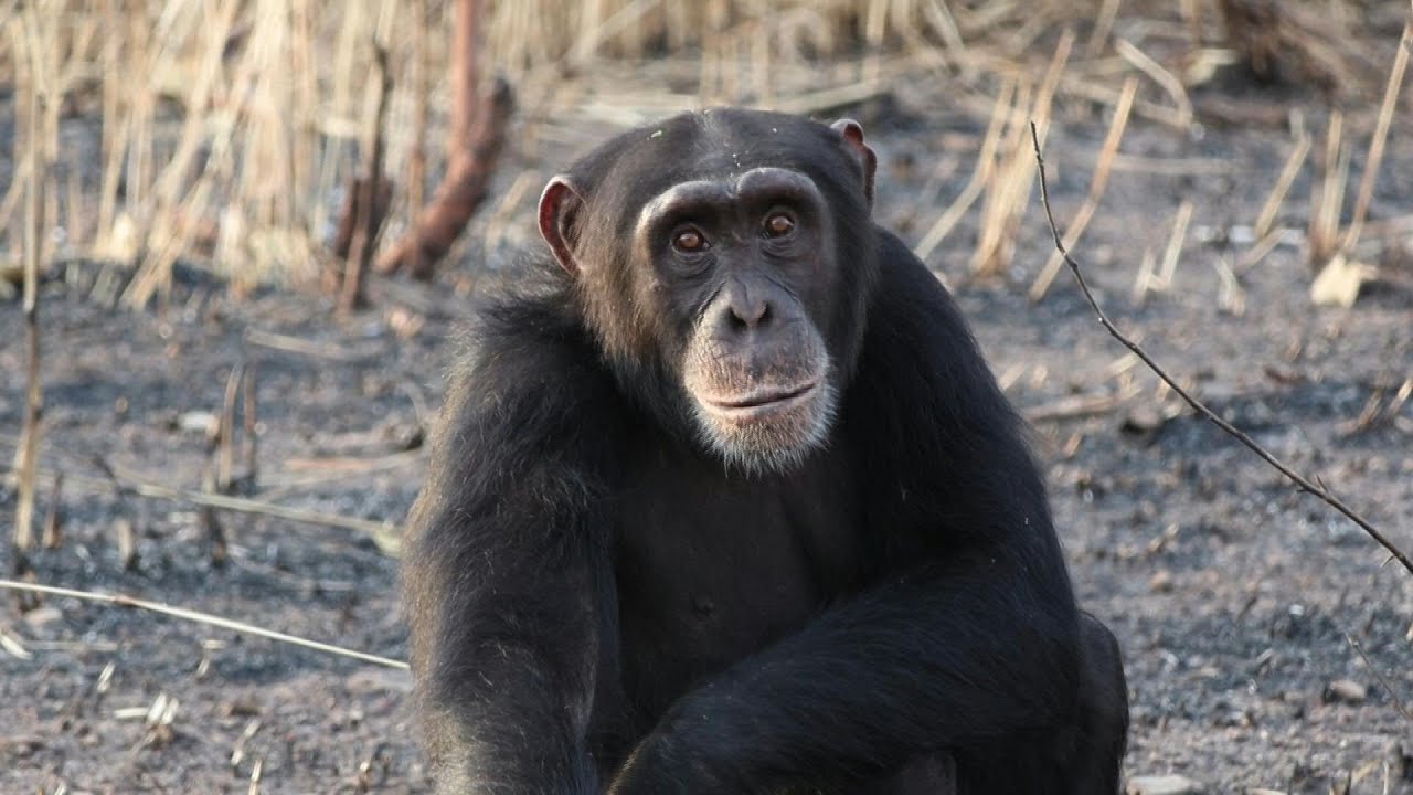 Rare West African chimps carve out a life in Senegal savannah | AFP