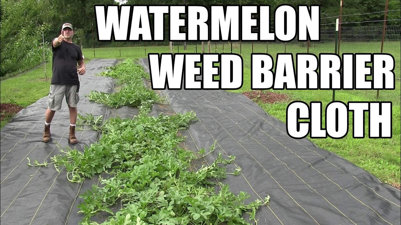Weed barrier cloth for watermelon vines and some garden updates