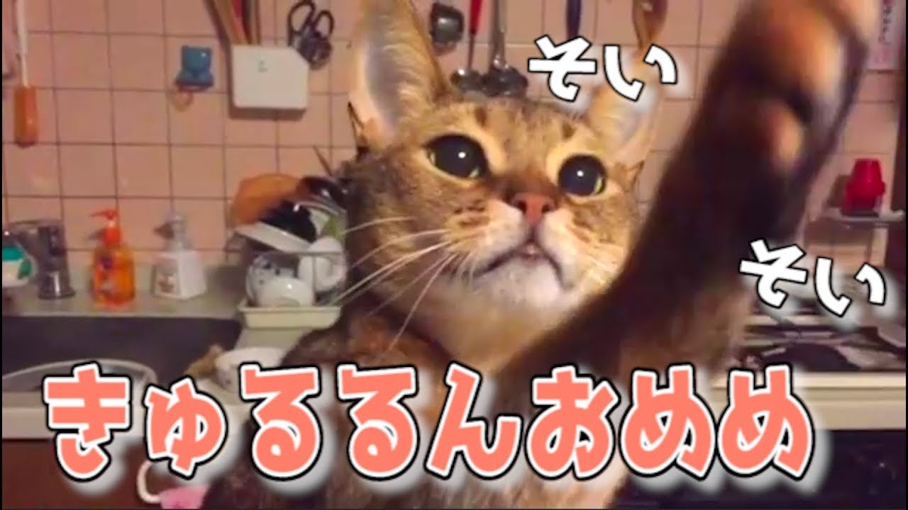 ドジる黒猫とおめめきゅるきゅるのお兄