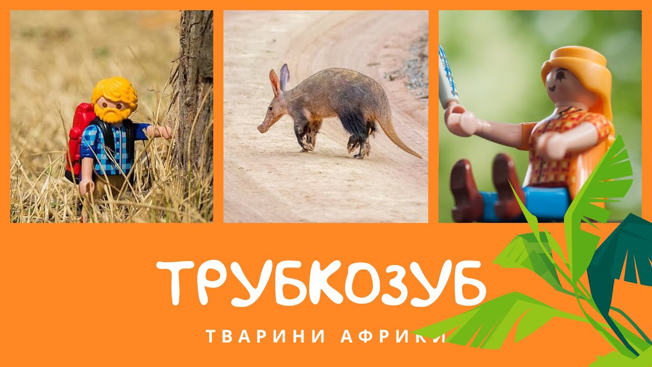 Трубкозуб. Тварини Африки | КоМарко