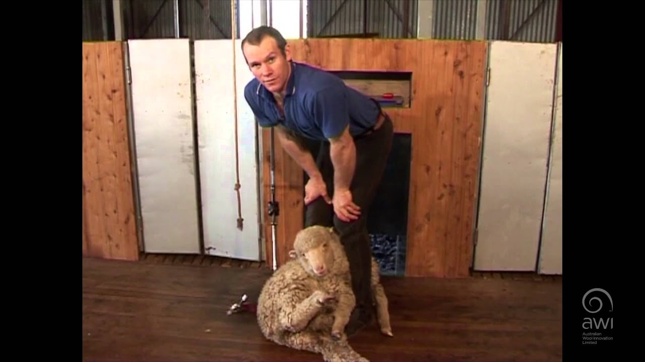 AWI Crutching - Lambs Market Crutch - Board