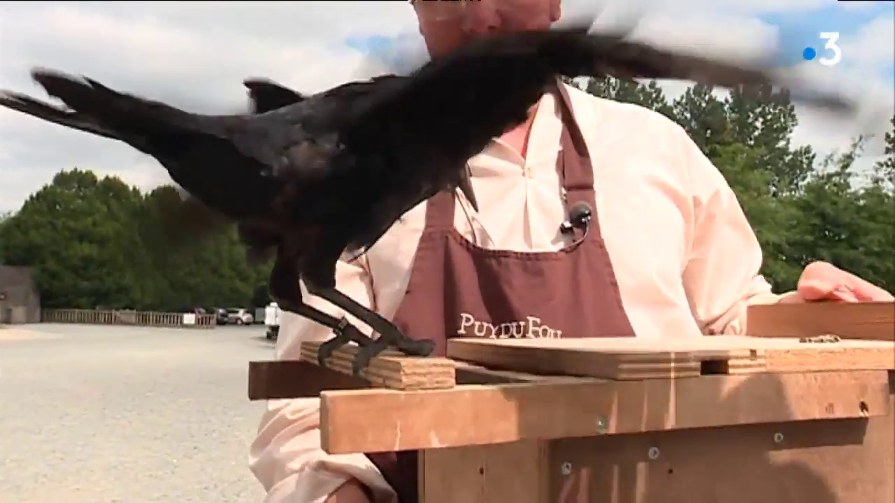 Puy du Fou : les corbeaux ramasseurs de déchets