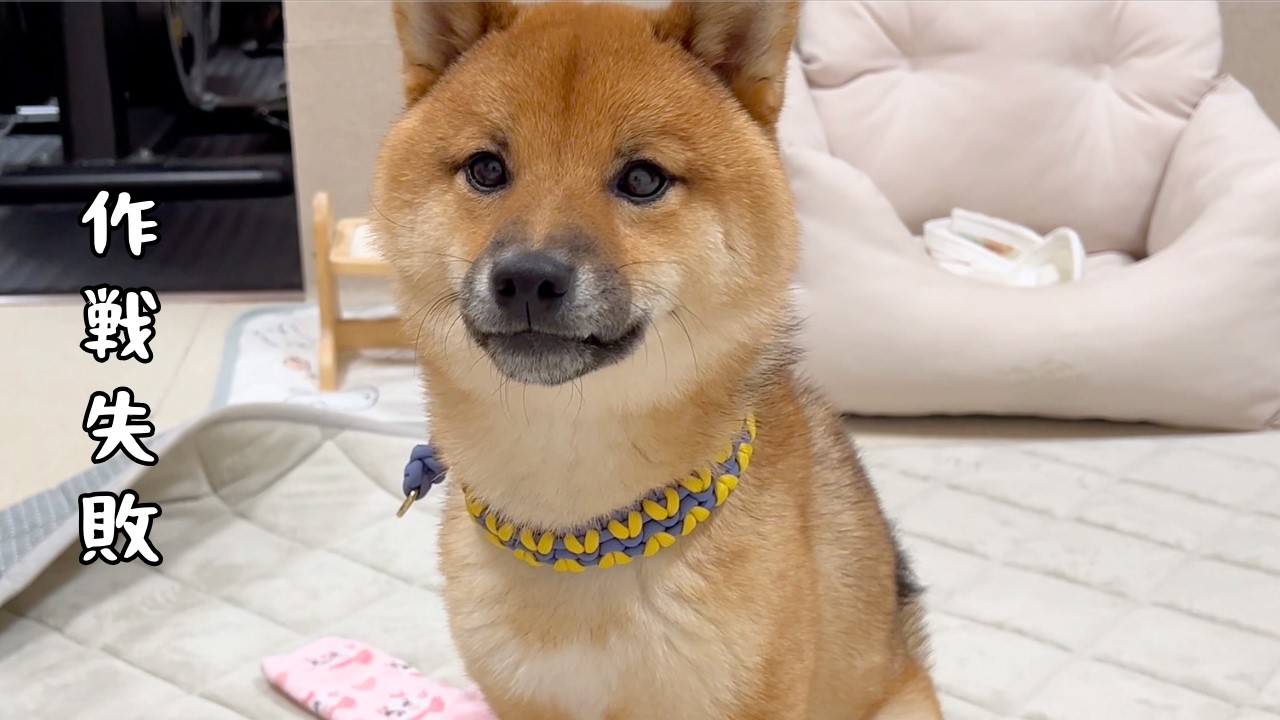 【惨敗】姉の気を引くはずが...結果が残念すぎた弟柴が愛おしい