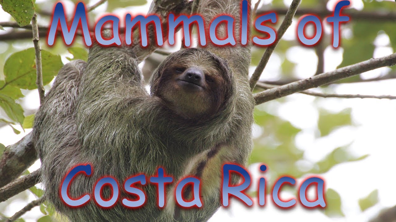 Cute Costa Rican Mammals: Sloths, Howler Monkeys and Coatis!