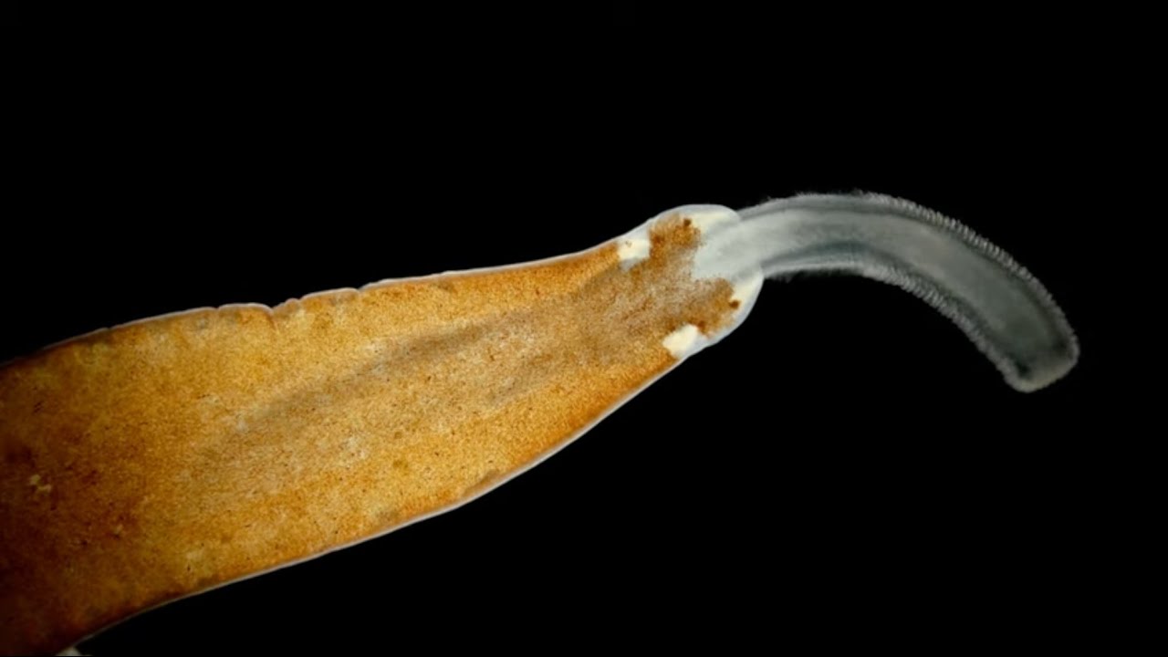 Phylum Nemertea: The Ribbon Worms