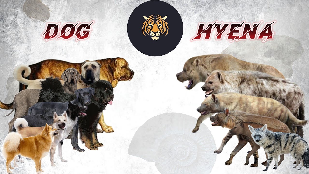 Dog vs Hyena Size Comparison [LIVING VS EXTINCT]