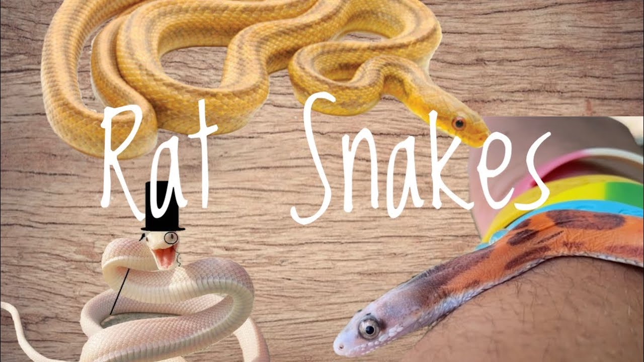 North American Rat Snakes!