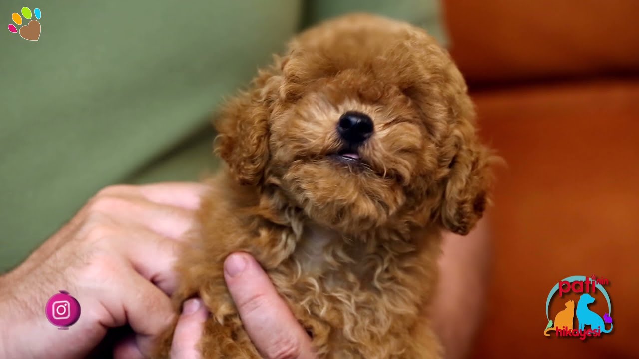 Poodle ırkı köpeğime tuvalet eğitimi vermeye çalışırken pedini parçalıyor, bu ne anlama gelir ?