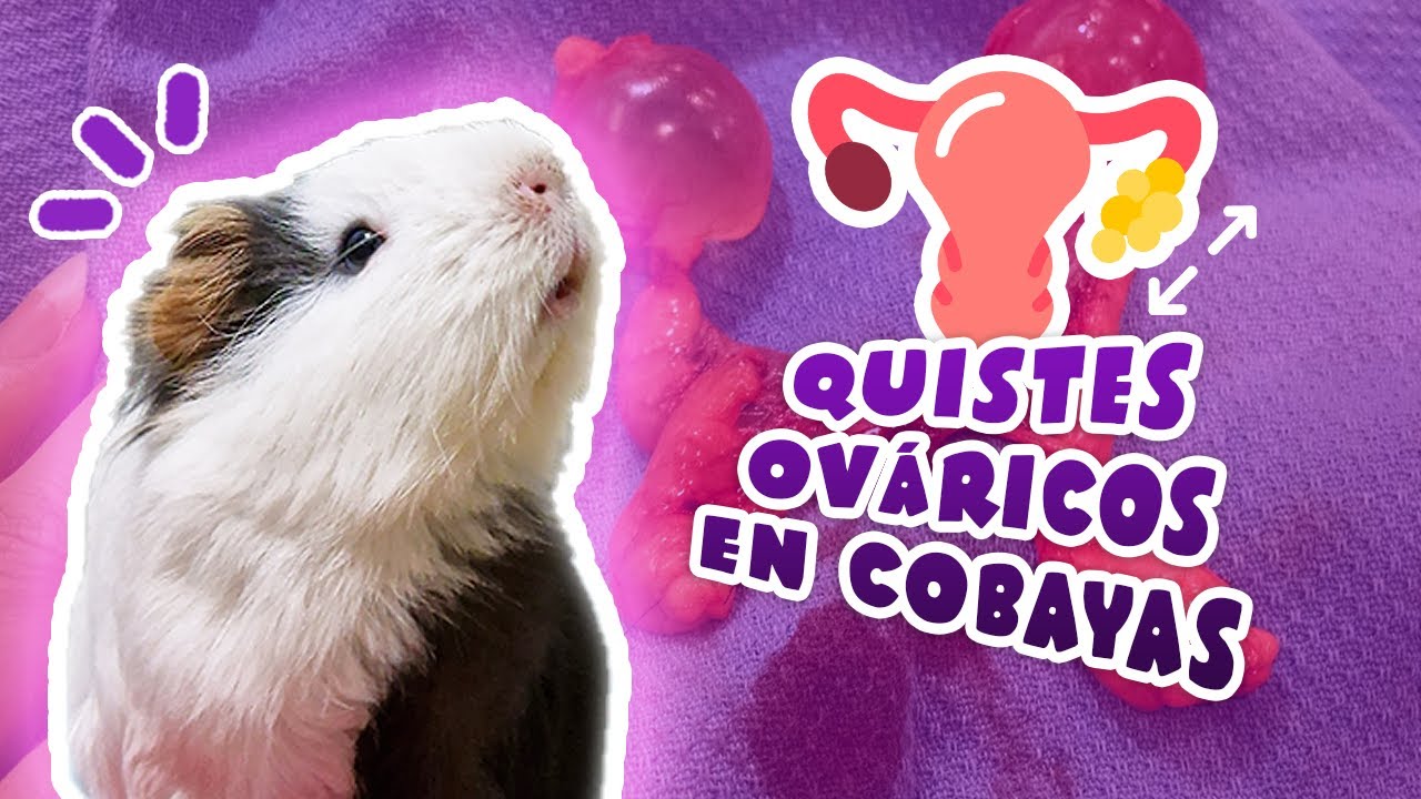 🥚 QUISTES OVÁRICOS en COBAYAS / CUYOS 🐹♀️ Tipos, causas, síntomas, tratamiento y prevención 👩‍⚕️