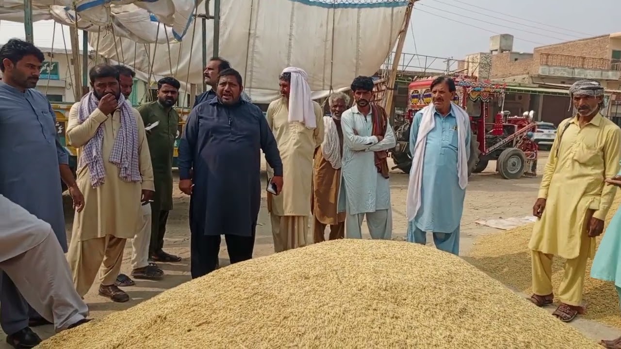 Monji kapas rate today|ghlamandi Mandi dunga bunga rates today! 