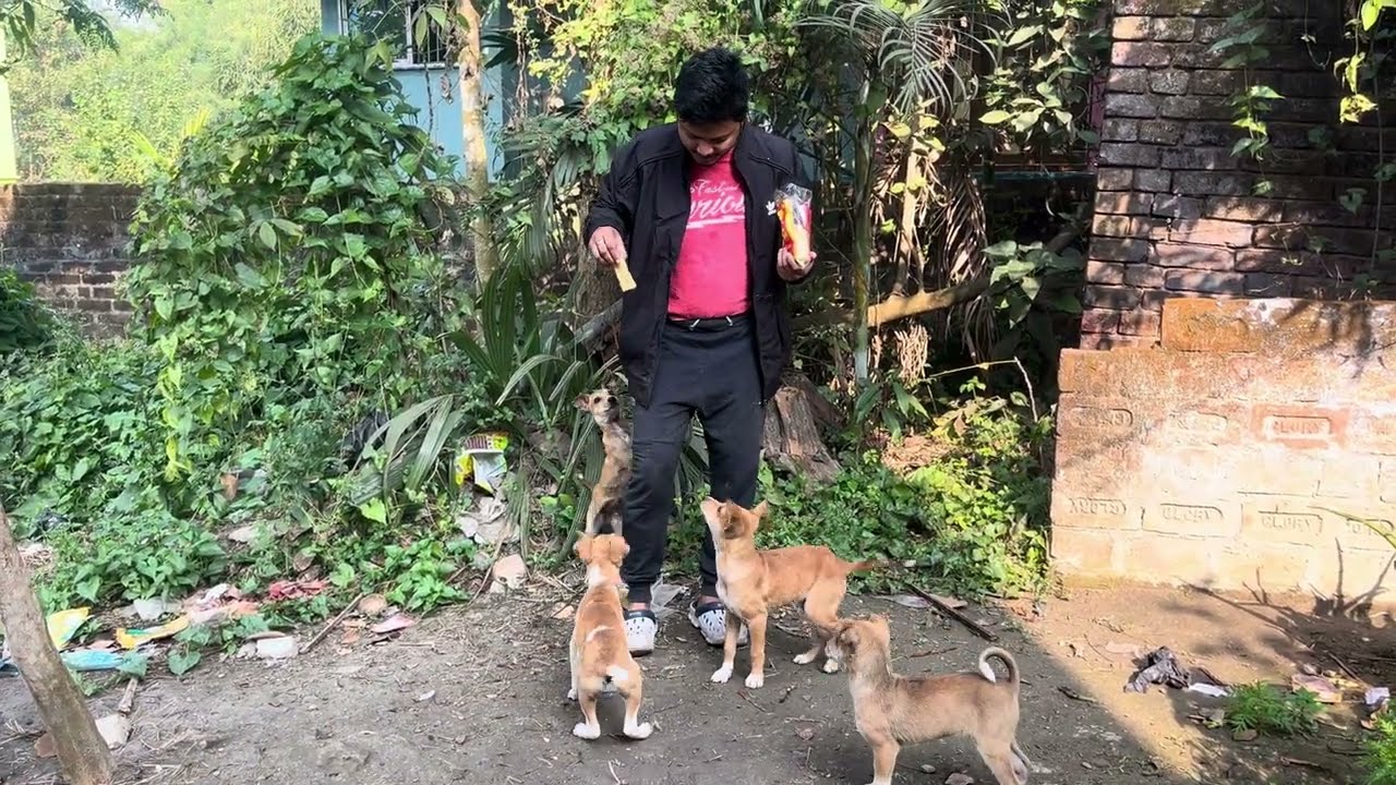 Dog Feeding & Dog Training by Professional Trainer 🐕 