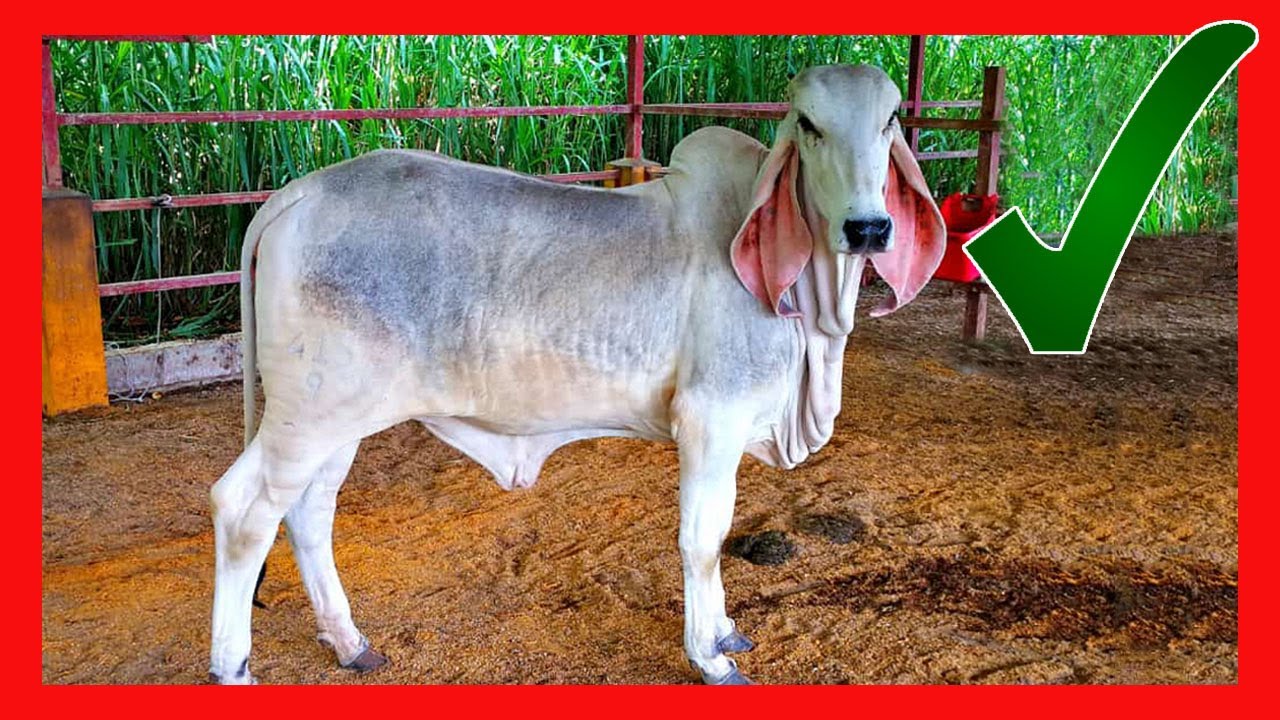 🔴 INDUBRASIL Y SUS CRUCES ✅ (Vacas Lecheras y Carnicas)