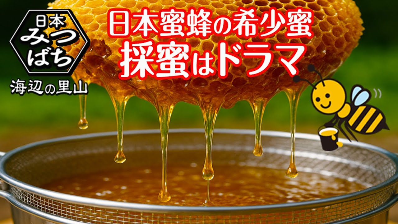[田舎暮らし]秋の日本蜜蜂の希少なハチミツを採蜜。巣箱から巣板を切り取り、たれ蜜を採取する様子は感動的。
