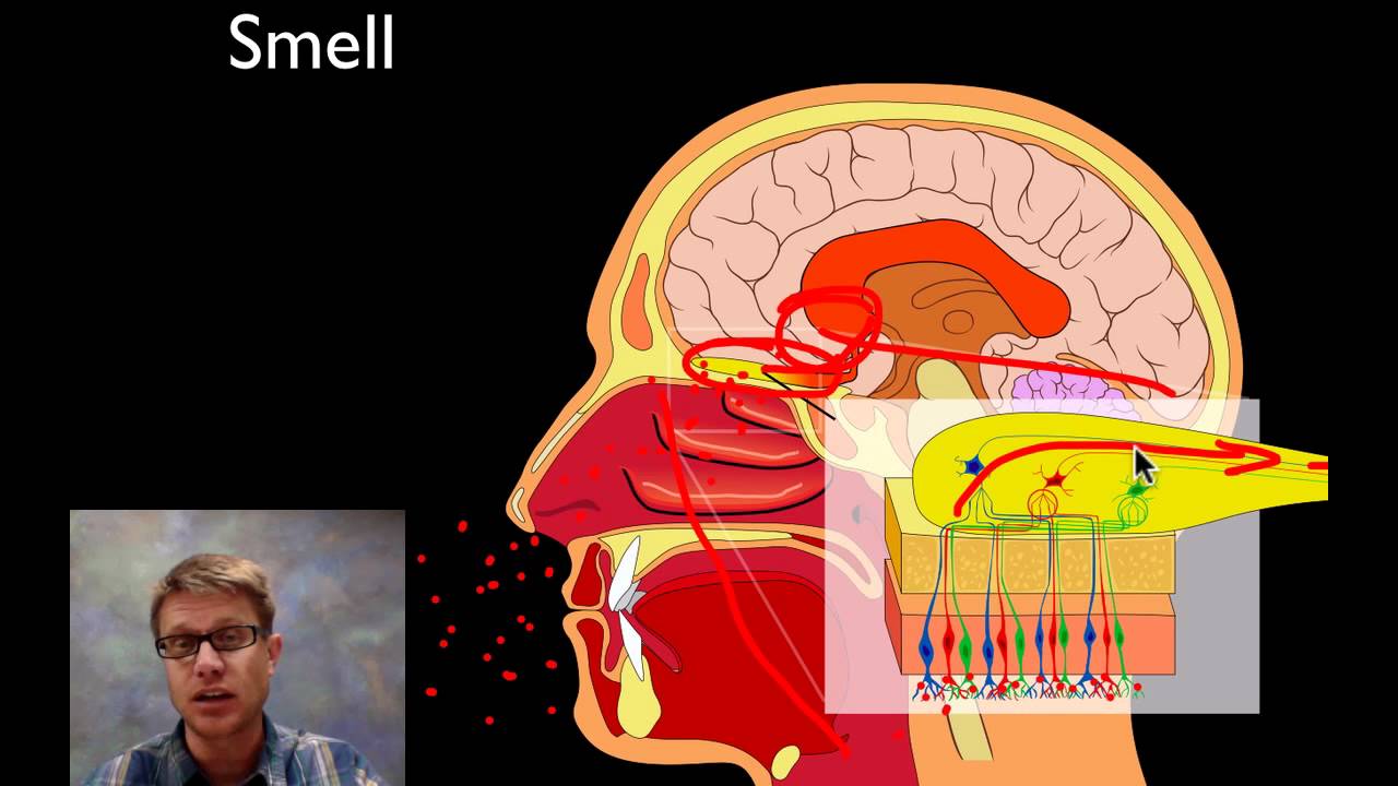 The Sensory System