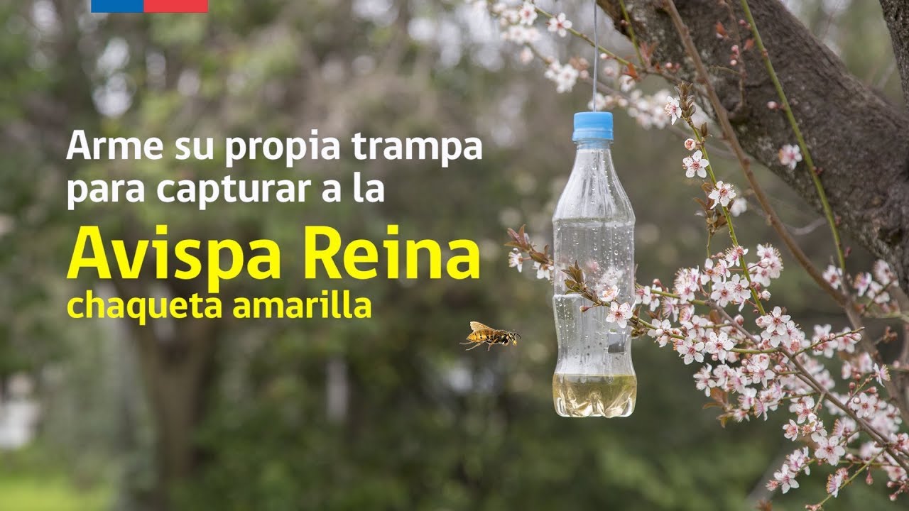 Arme su propia trampa para capturar a la Avispa Reina Chaqueta Amarilla