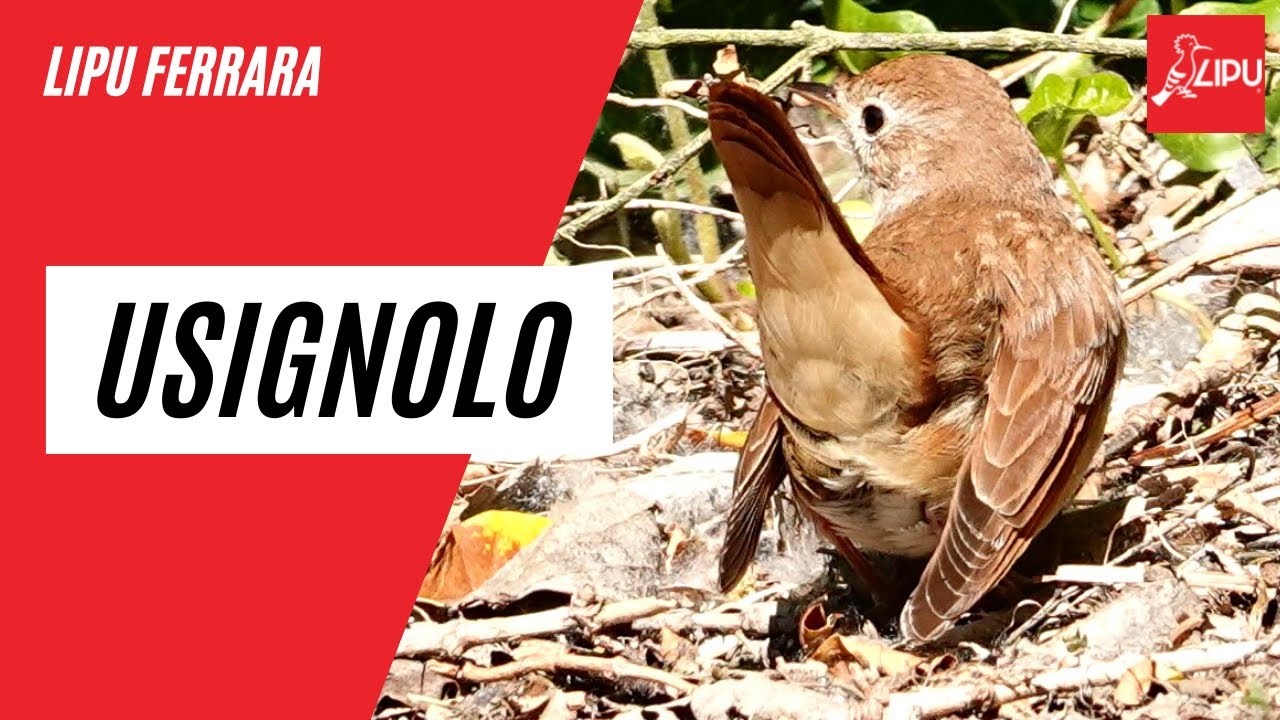 Lipu Ferrara - Usignolo