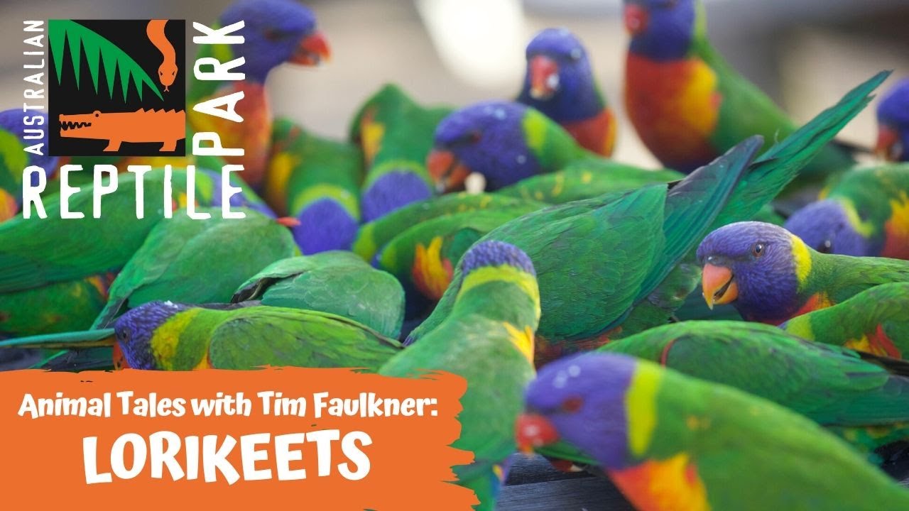 ИСТОРИИ О ЖИВОТНЫХ С ТИМОМ ФОЛКНЕРОМ | ЭПИЗОД ЧЕТВЕРТЫЙ | РАДУЖНЫЕ ЛОРИКЕТЫ И ПТИЦЫ НА ЗАДНЕМ ДВОРЕ