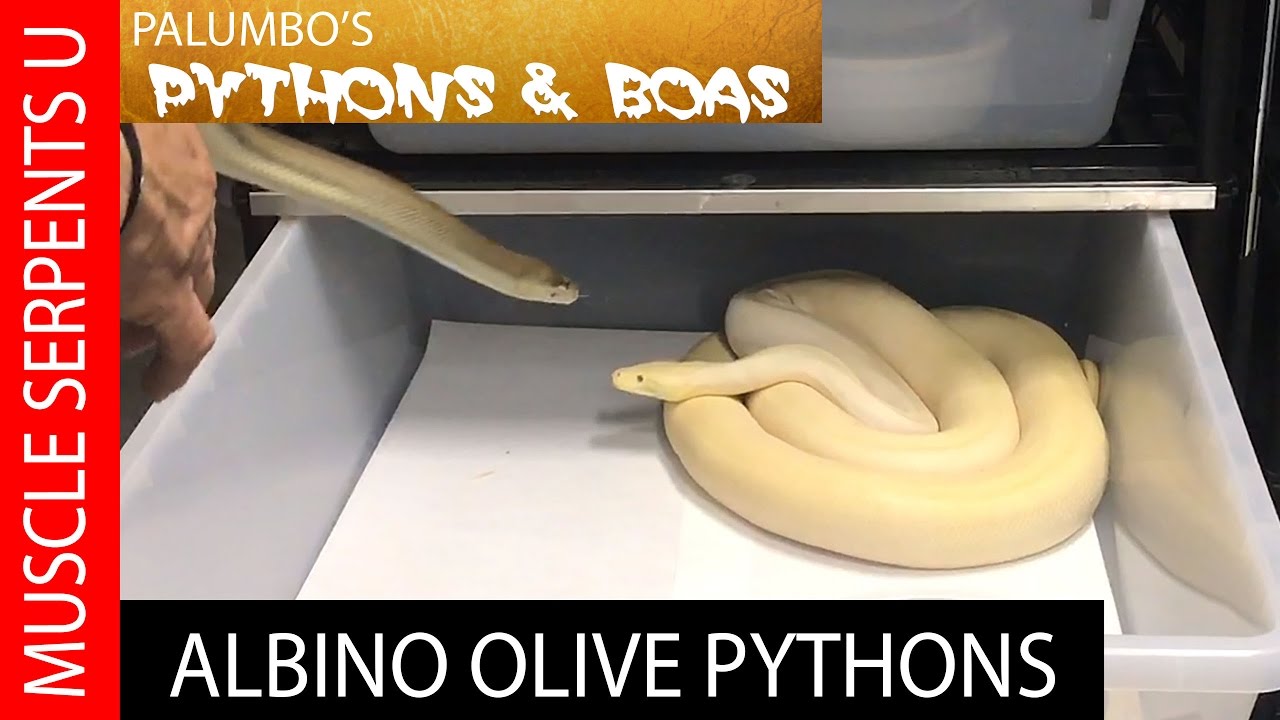 Albino Olive Python Breeding Strategies
