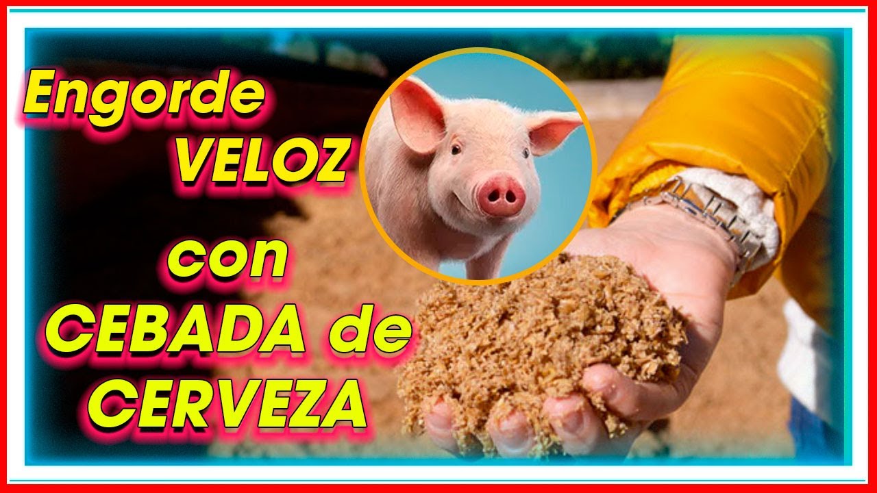 Engorde VELOZ de CERDOS con AFRECHO DE CEBADA ǀ Ing. Jannin Hernández Blandón MSc