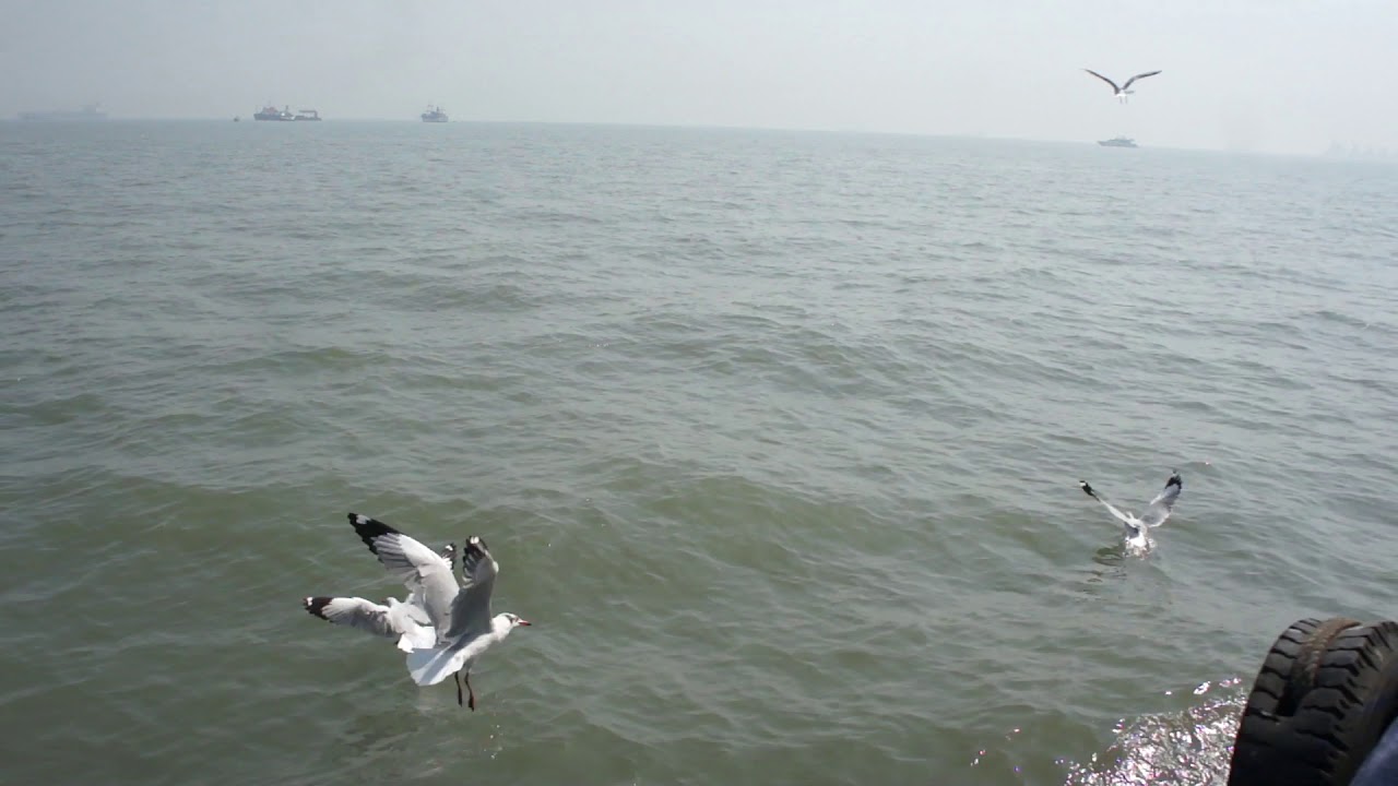 Ride to Alibaug - Sea gulls