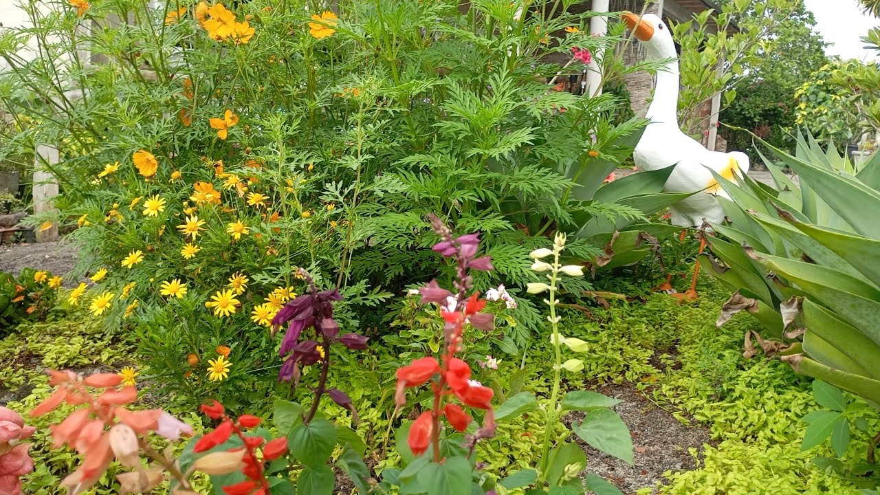 Plantas, flores de Fácil Cultivo e pouca manutenção,replantes de lindas flores, plantas de Sol peno