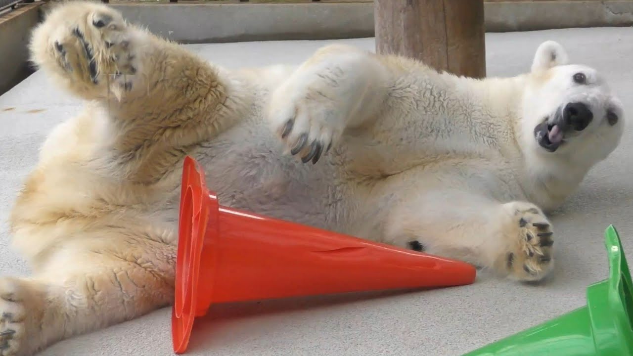 しろくまピースご機嫌チュッチュなリラックスモード♡とべ動物園にて