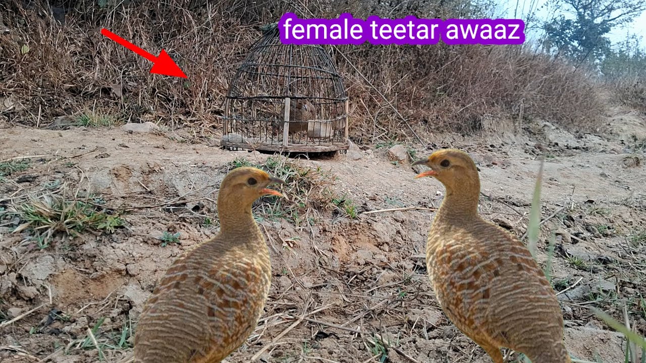Junglee Teetar Sound Full HD 😋 original Grey francolin voice 😍 partridge calling 