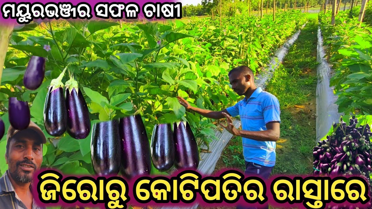 ଜିରୋରୁ କୋଟିପତିର ରାସ୍ତାରେ|ମୟୁରଭଞ୍ଜର ସଫଳ ଚାଷୀ ଉମା|Successful Farmer of Mayurbhanj|Interview with Uma 