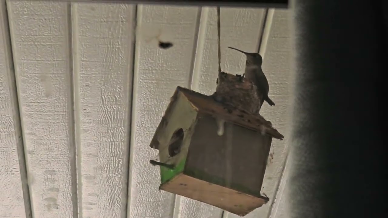 Mama and baby hummingbird feeding