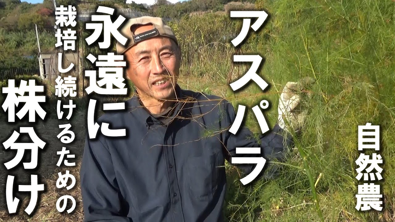 【自然農】アスパラを長ーく栽培し続けるための「株分け」　2025年12 月8日【natural farming】