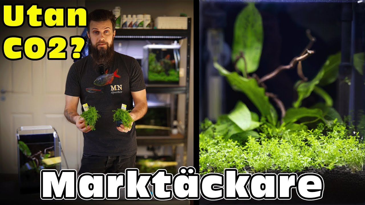En bra marktäckare utan att behöva Co2?