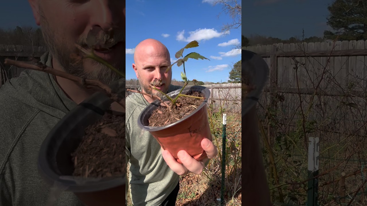If you have problems keeping plants alive grow blackberries! #garden #homestead #berries