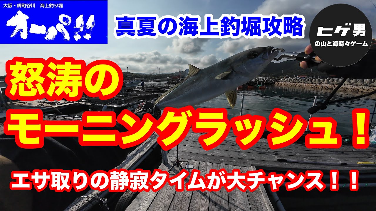 【海上釣堀】真夏のオーパ！！で真鯛連発！エサ取りが静まる時間を見逃すな！