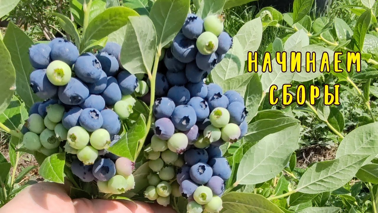 Первый сбор голубики🫐17.06.24. Ставрополь.