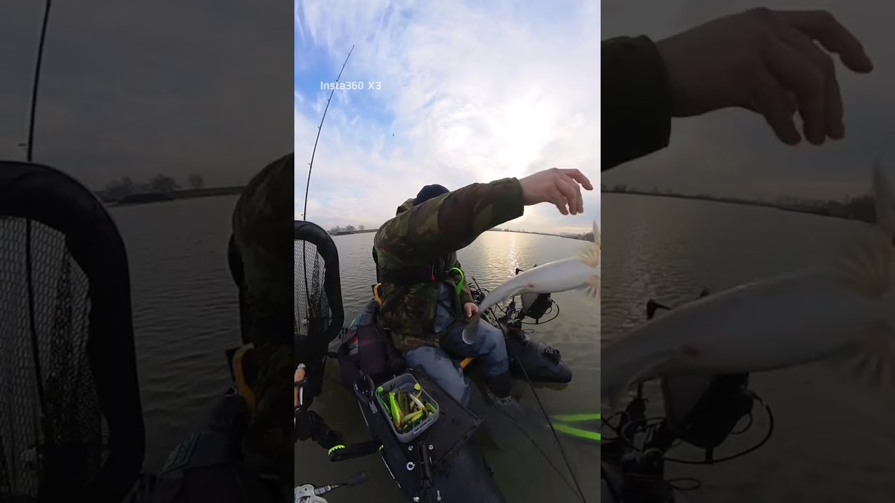 Bellyboaten op een rivierplas | Succesvol snoekbaars vangen met LIVE aanbeten