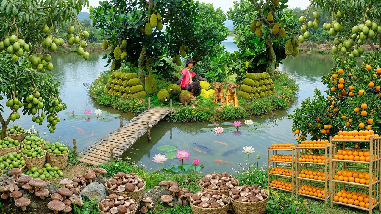 Relax With Harvest: Ambarella, Shiitake Mushroom, Jackfruit, Orange, Beef Tomato, Sweet Potato